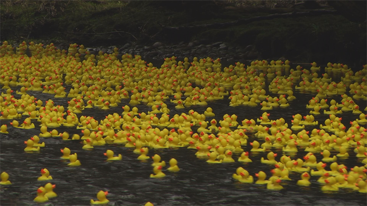 Image result for Huge flock of ducks